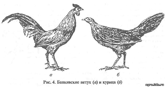 Рис. 4. Банкивские петух (а) и курица (б) 